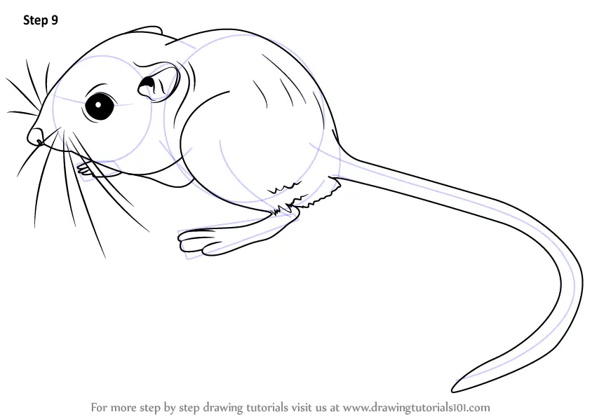 Learn How to Draw a Kangaroo Rat (Rodents) Step by Step : Drawing Tutorials