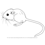 How to Draw a Kangaroo Rat