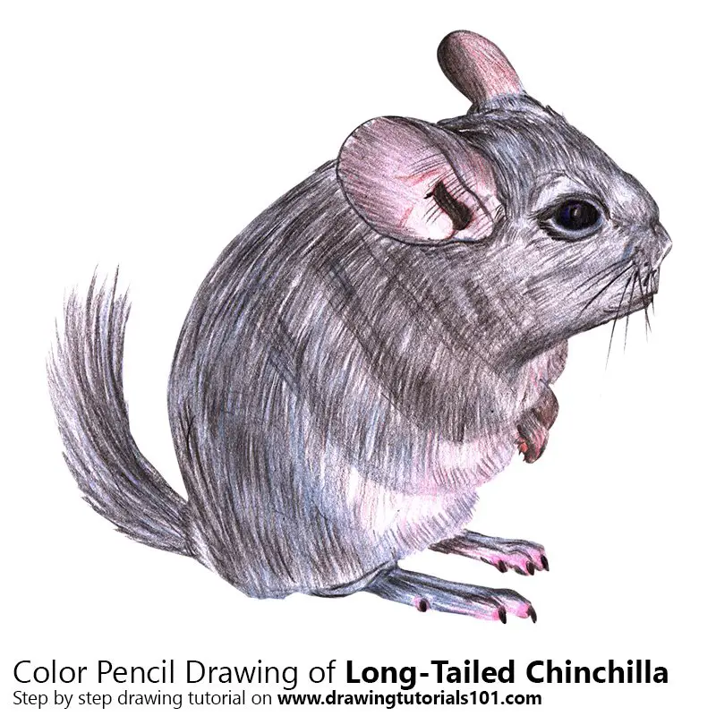Long-Tailed Chinchilla Color Pencil Drawing