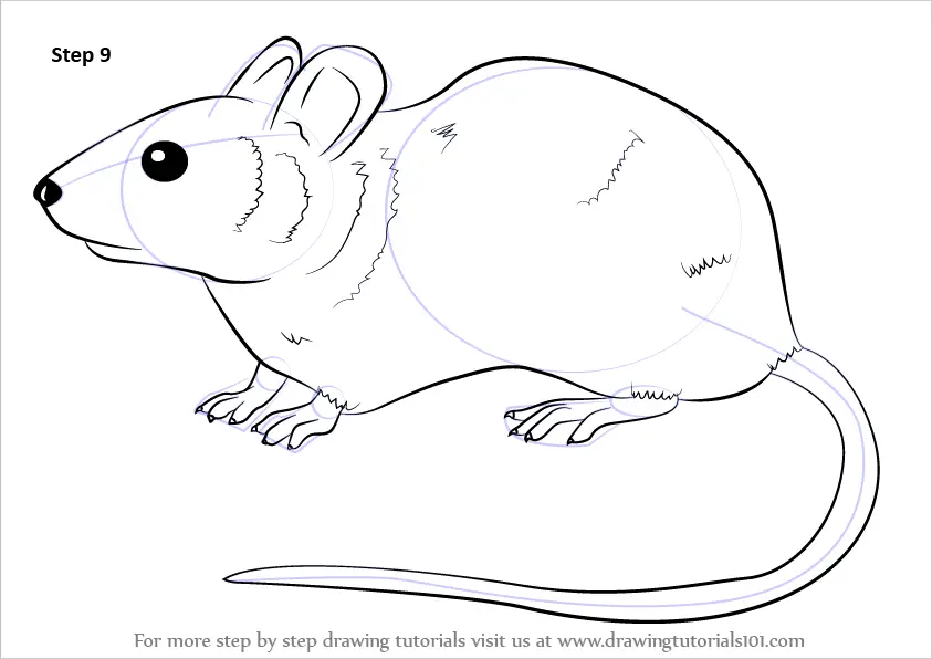 Learn How to Draw a Mouse (Rodents) Step by Step : Drawing Tutorials