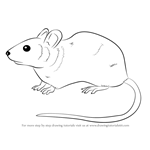 Learn How to Draw a Mouse (Rodents) Step by Step : Drawing Tutorials