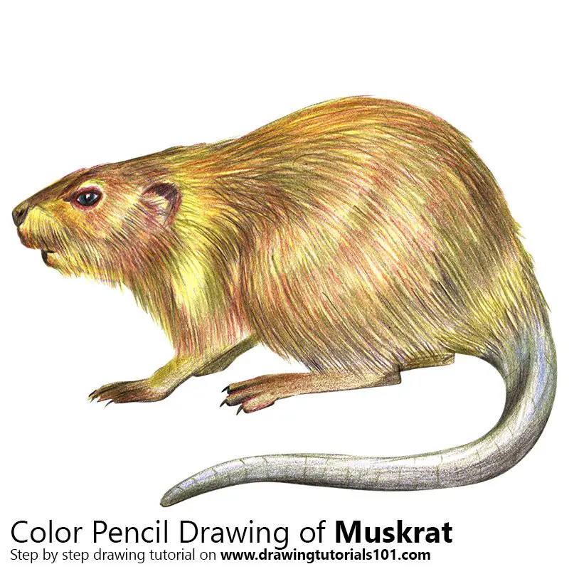Muskrat Color Pencil Drawing