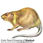How to Draw a Muskrat