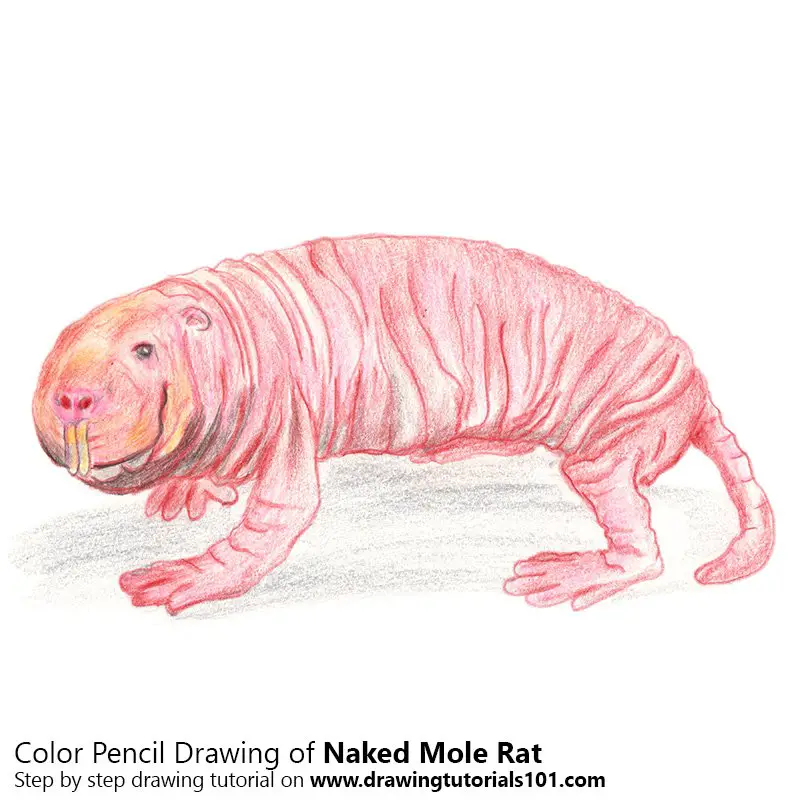 Naked Mole Rat Color Pencil Drawing