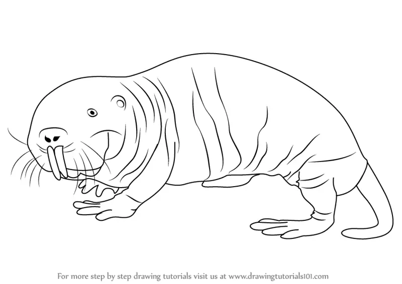 Learn How To Draw A Naked Mole Rat Rodents Step By Step -6910