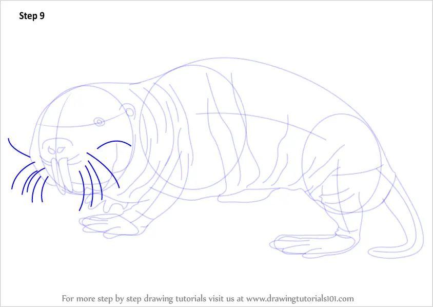 Learn How to Draw a Naked Mole Rat (Rodents) Step by Step : Drawing