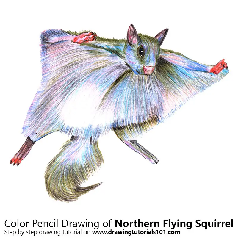 Northern Flying Squirrel Color Pencil Drawing