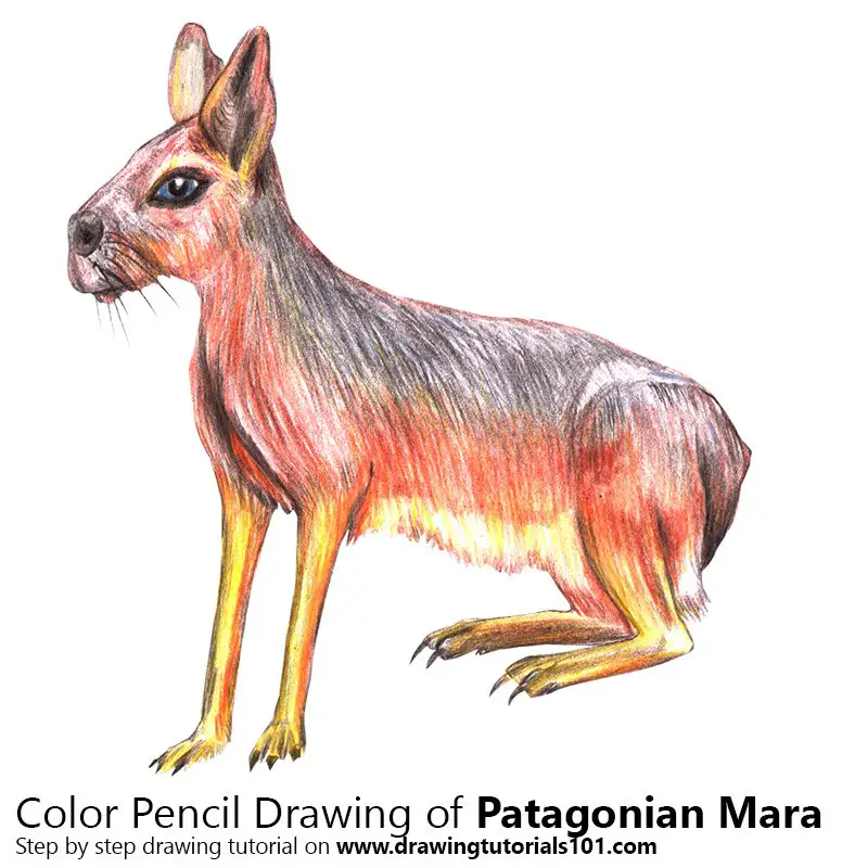 Patagonian Mara Color Pencil Drawing