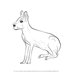 How to Draw a Patagonian Mara