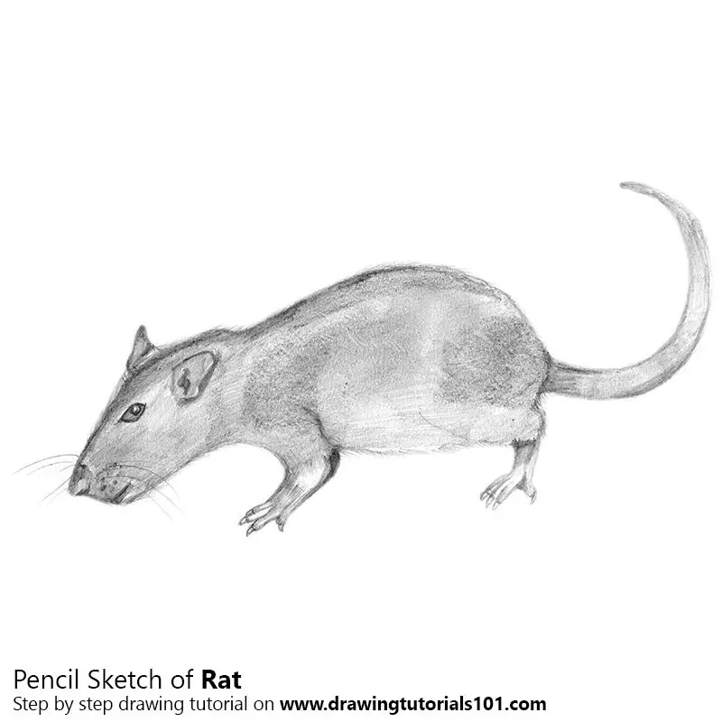 Pencil Sketch of Rat - Pencil Drawing