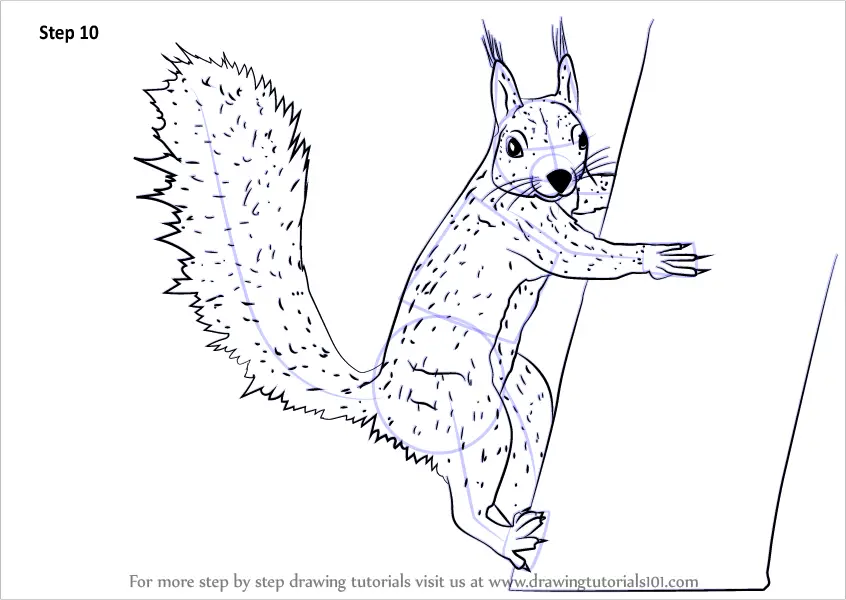 Learn How to Draw a Squirrel Climbing a Tree (Rodents) Step by Step