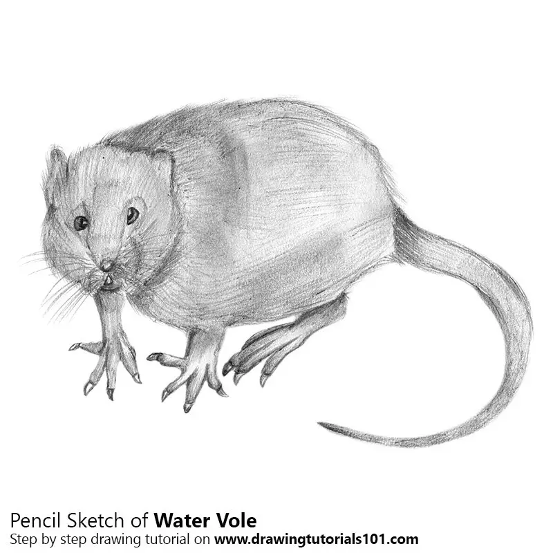 Pencil Sketch of Water Rat - Pencil Drawing