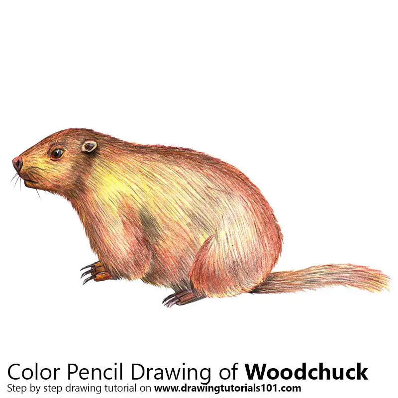 Woodchuck Color Pencil Drawing
