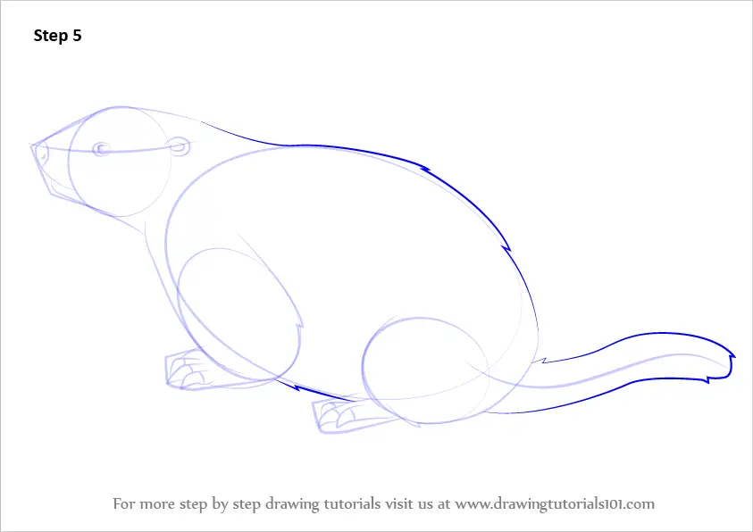Step by Step How to Draw a Woodchuck