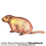 Learn How to Draw a Red Squirrel (Rodents) Step by Step : Drawing Tutorials