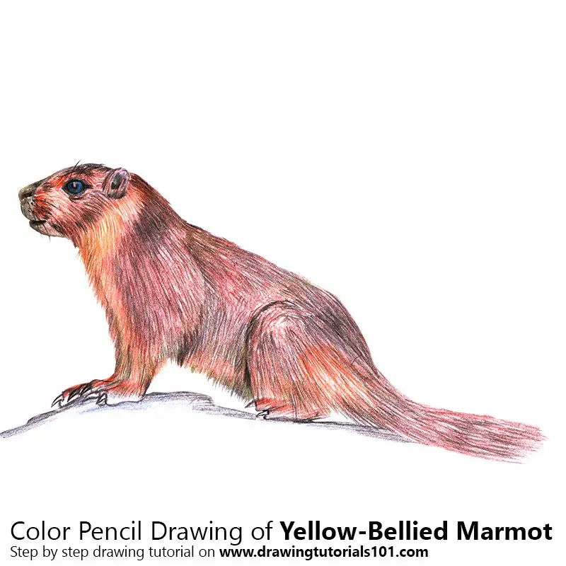 Yellow-Bellied Marmot Color Pencil Drawing