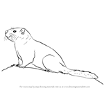 How to Draw a Yellow-Bellied Marmot