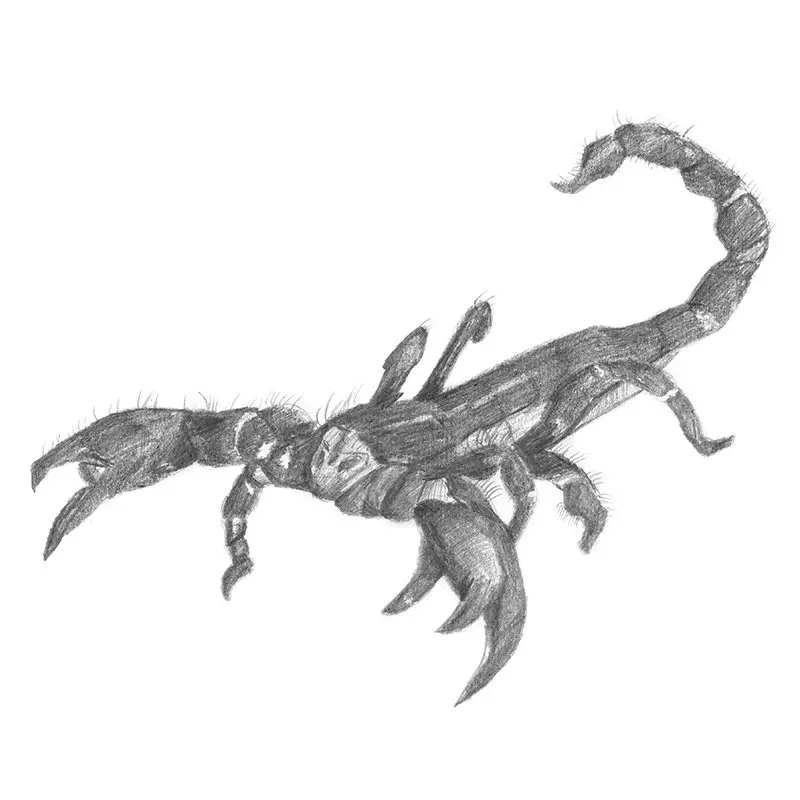 Pencil Sketch of Emperor Scorpion - Pencil Drawing