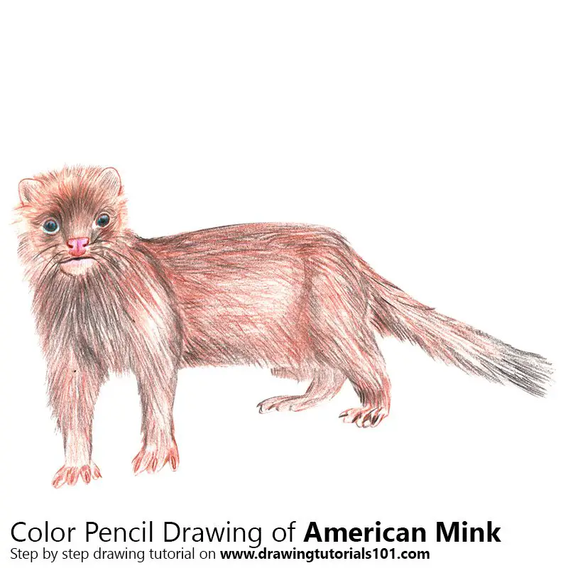American Mink Color Pencil Drawing