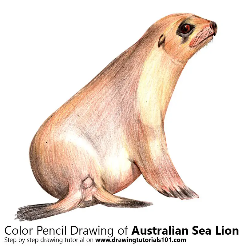 Australian Sea Lion Color Pencil Drawing