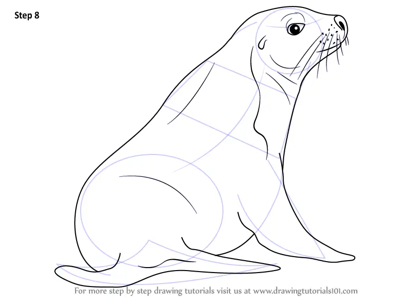 Step by Step How to Draw an Australian Sea Lion