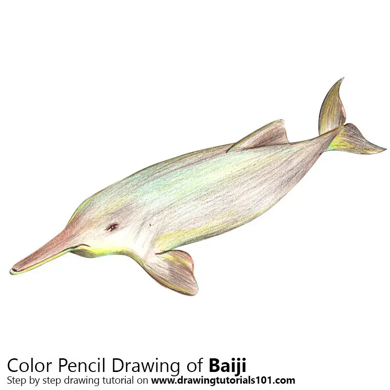 Baiji Color Pencil Drawing