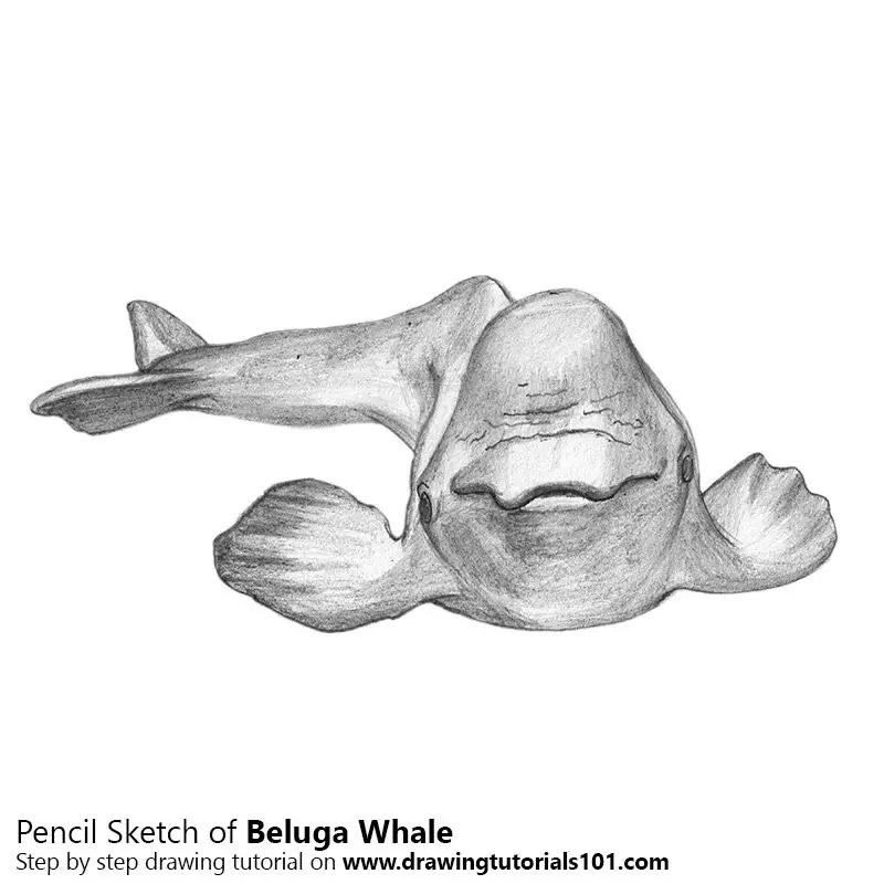 Pencil Sketch of Beluga Whale - Pencil Drawing
