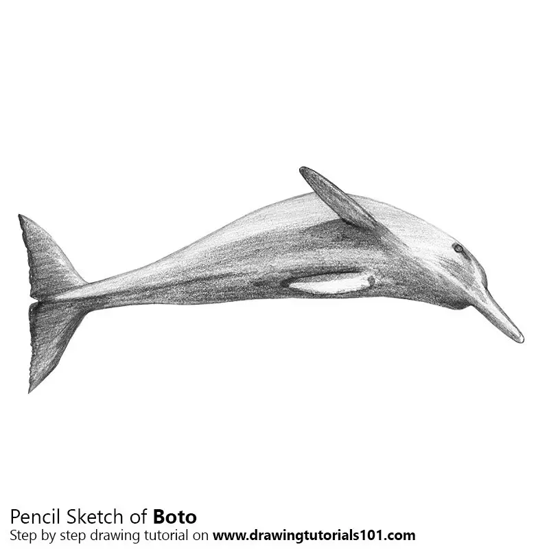 Pencil Sketch of Boto Dolphin - Pencil Drawing