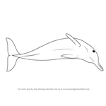 How to Draw a Boto Dolphin