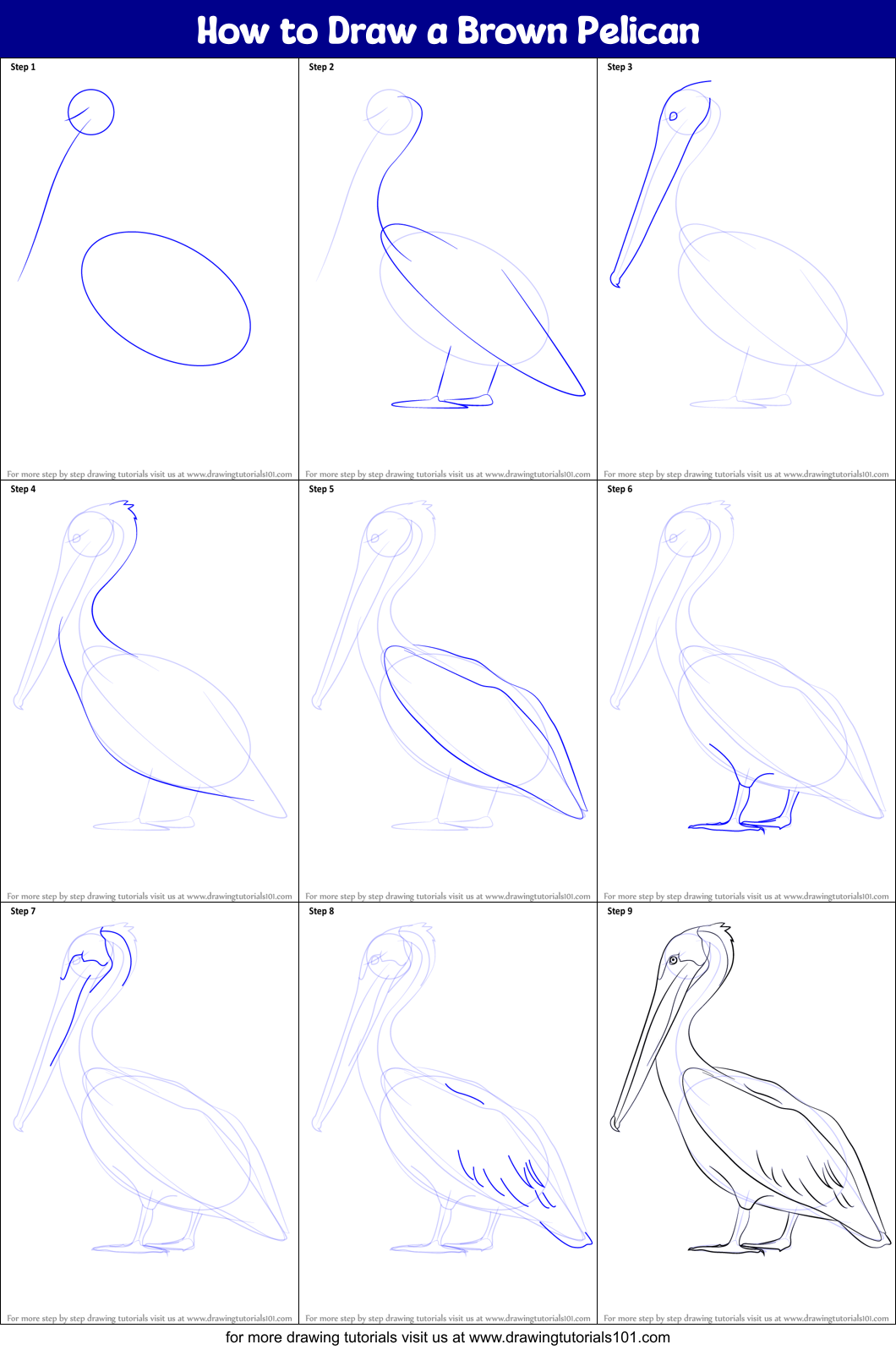 How to Draw a Brown Pelican printable step by step drawing sheet