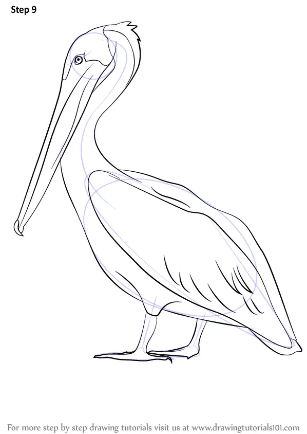 Learn How to Draw a Brown Pelican (Sea Water Animals) Step by Step