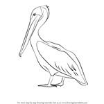 How to Draw a Brown Pelican