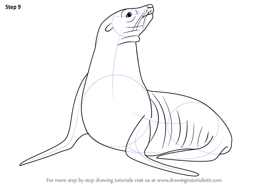 sea lion drawing