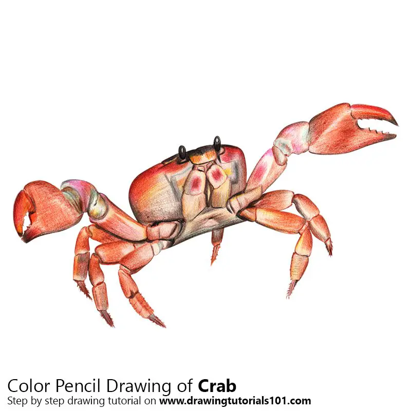Crab Color Pencil Drawing