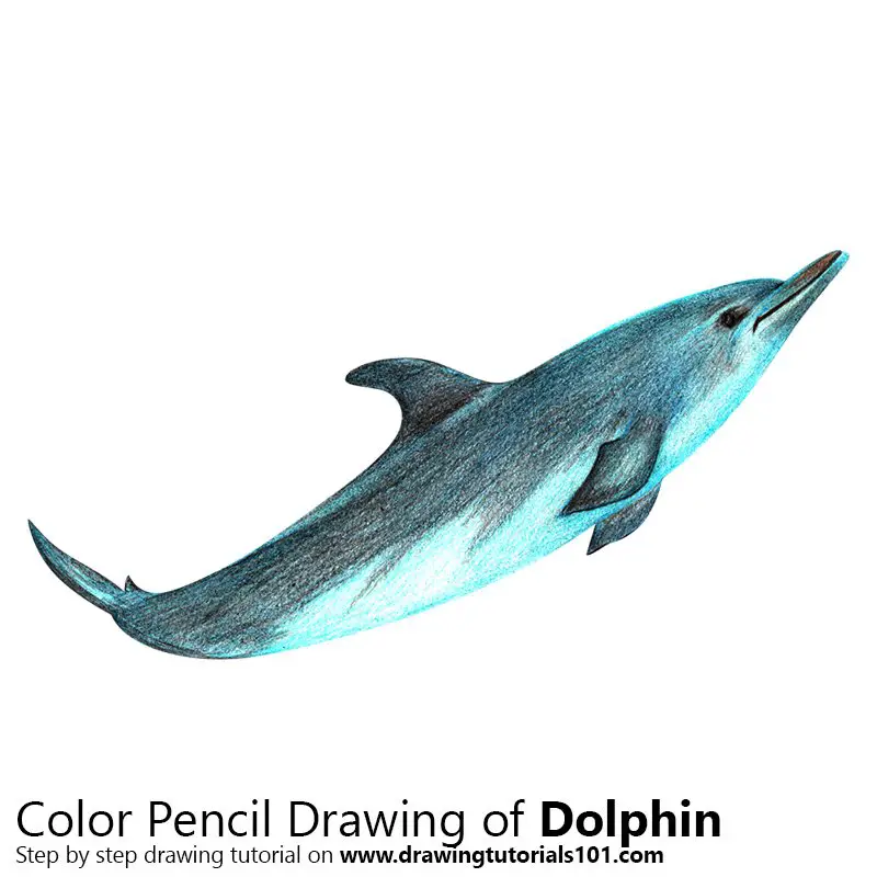 Dolphin Color Pencil Drawing