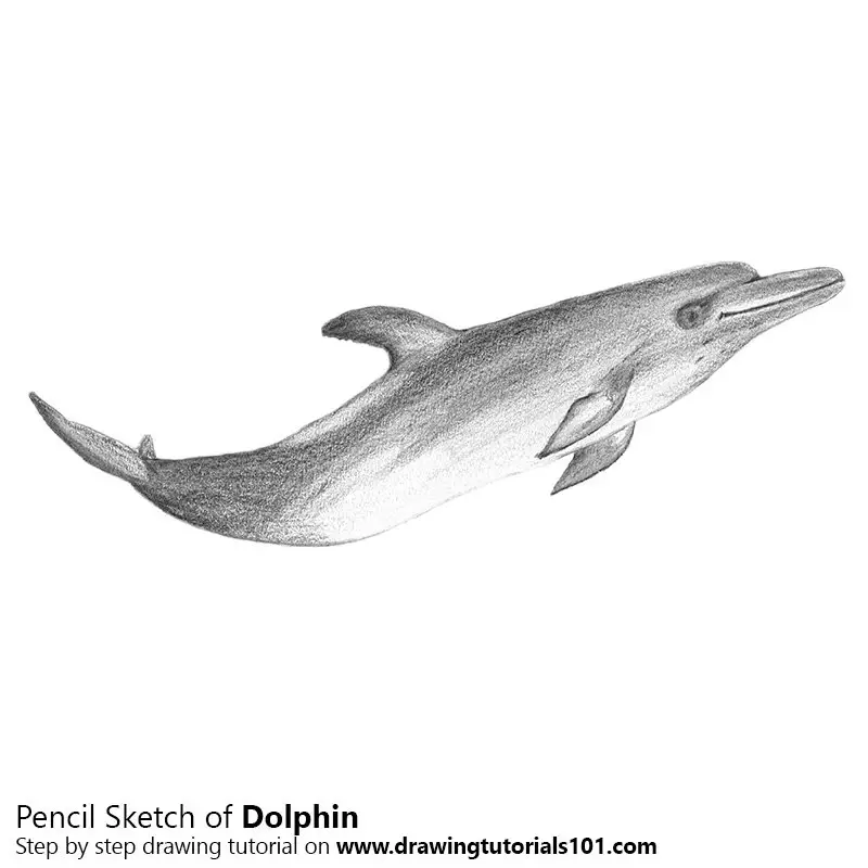 Pencil Sketch of Dolphin - Pencil Drawing
