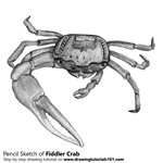 Fiddler Crab Pencil Sketch