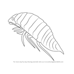 How to Draw a Isopoda