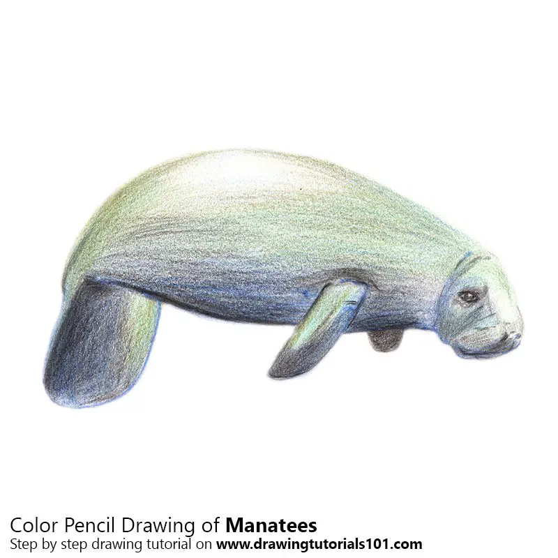Manatees Color Pencil Drawing