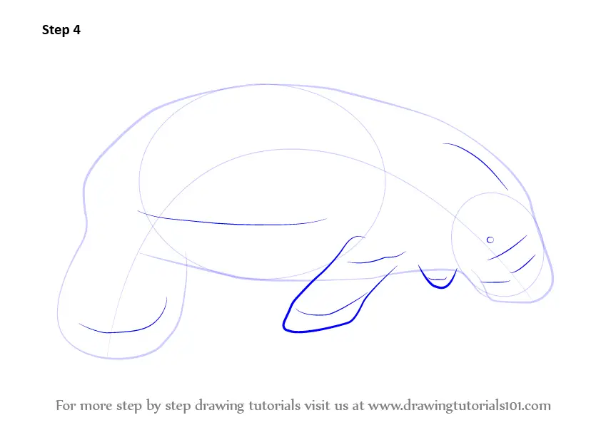 Learn How to Draw a Manatees (Sea Water Animals) Step by Step : Drawing