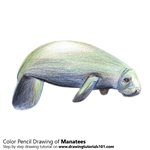 How to Draw a Manatees