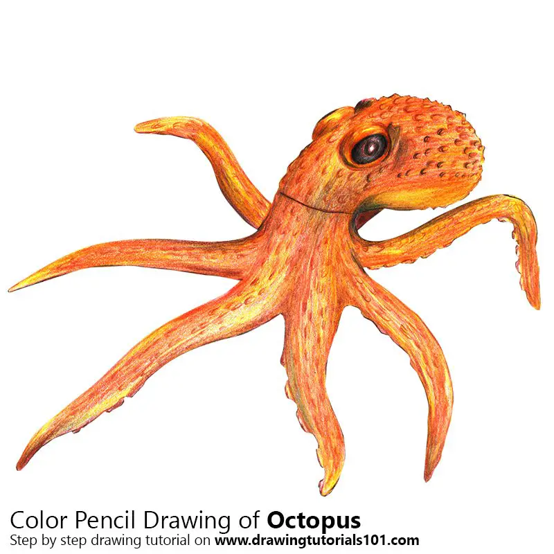 Octopus Colored Pencils - Drawing Octopus with Color Pencils :  