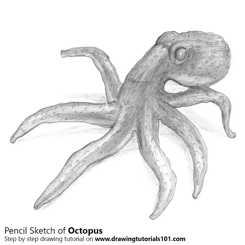 Pencil Sketch of Octopus - Pencil Drawing