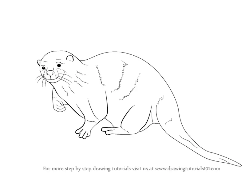 river otter drawing