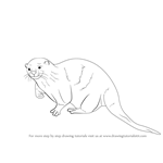 Learn How to Draw an Otter (Sea Water Animals) Step by Step : Drawing