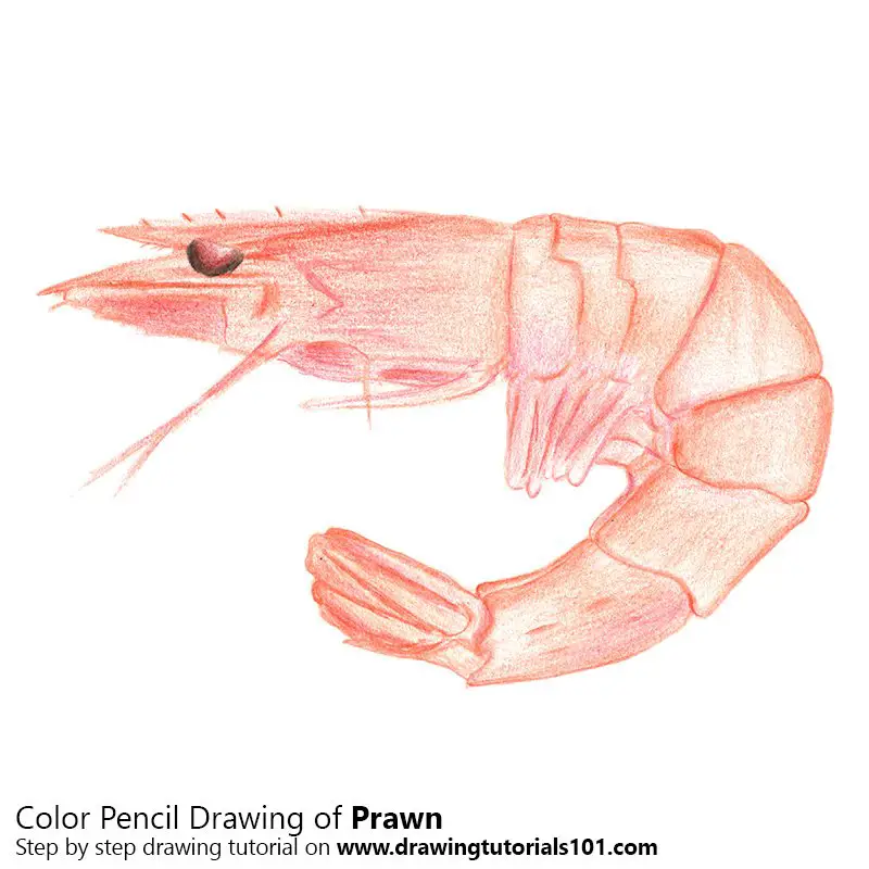 Prawn Color Pencil Drawing