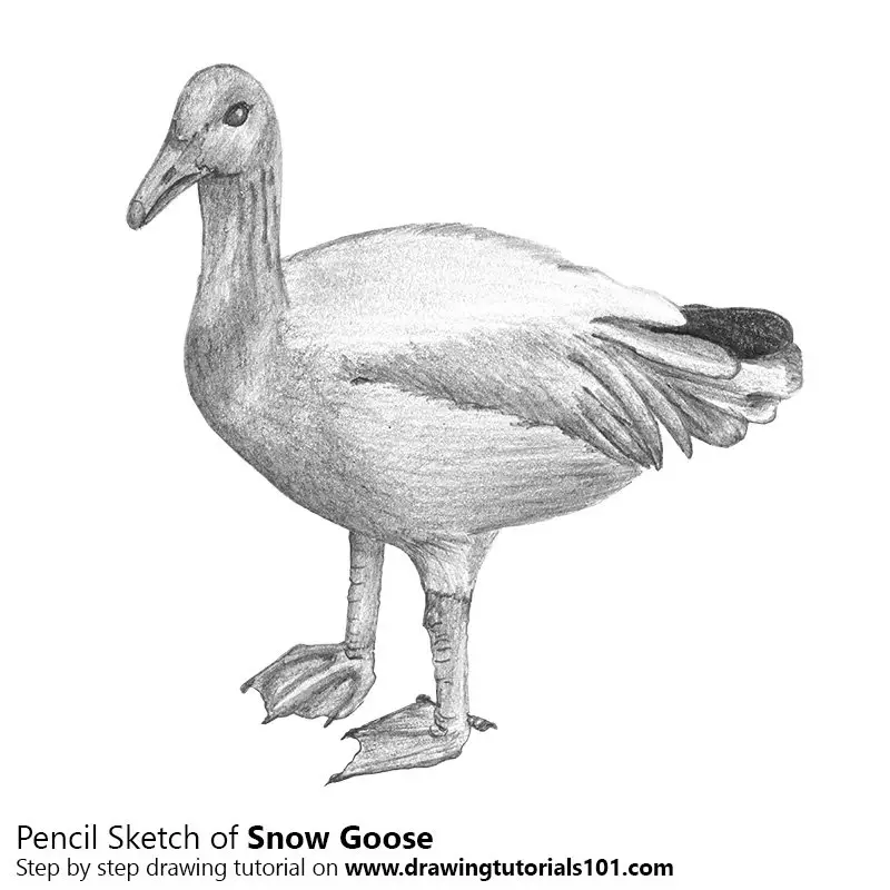 Pencil Sketch of Snow Goose - Pencil Drawing
