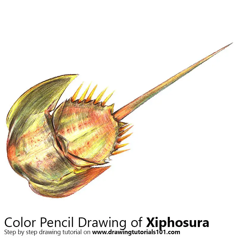 Xiphosura Color Pencil Drawing