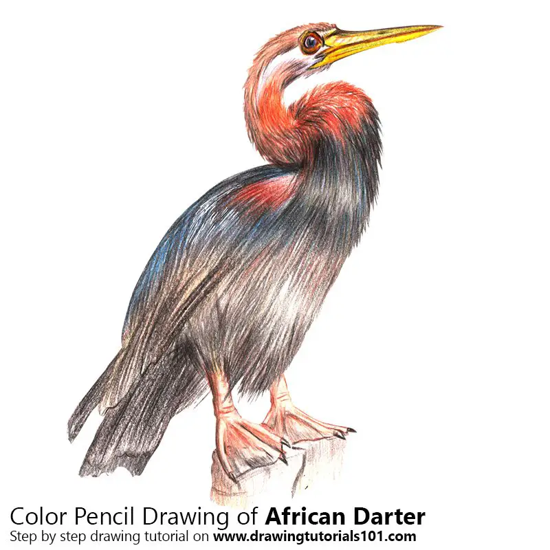African Darter Color Pencil Drawing