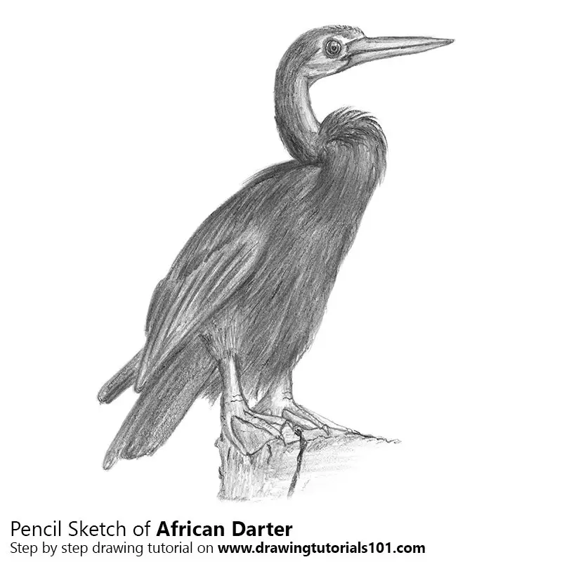 Pencil Sketch of African Darter - Pencil Drawing